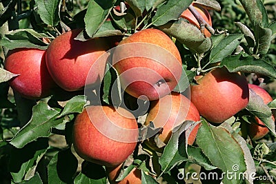 Apples Jonagold Stock Photo