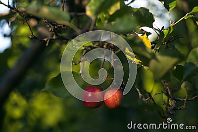 Apples juicy vibrant coloures nature fruit leaves tree Stock Photo