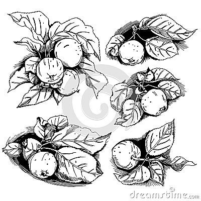 Apples with leaves set. Vector Illustration