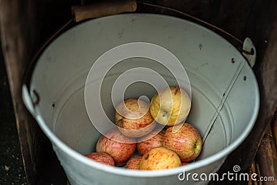 Apples in a metal bucket Stock Photo