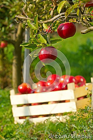 Apples in orchard Stock Photo