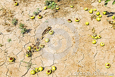 Apples with punches on the ground by a hailstorm Stock Photo