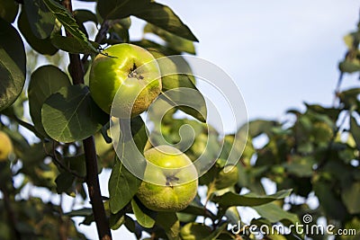 Apples Quince hanging in the tree. A collection of fruit flavored apples Stock Photo