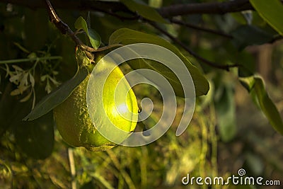 Apples Quince hanging in the tree. A collection of fruit flavored apples Stock Photo