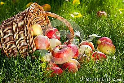 Apples Stock Photo