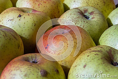 Apples Reineta Stock Photo