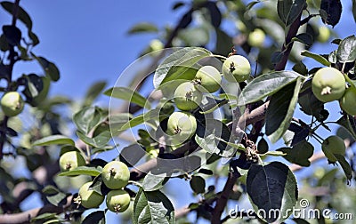 Apples ripen on branches Stock Photo