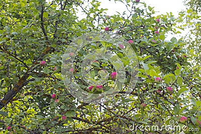 Apples ripen on the tree. Stock Photo