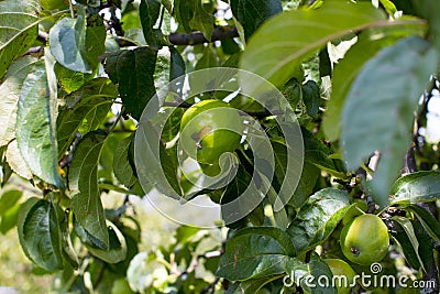 Apples ripen on the tree. Stock Photo