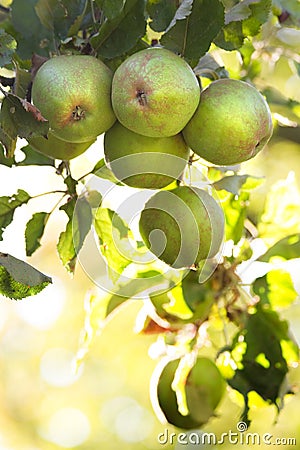 Apples riping on appletree in summer Stock Photo