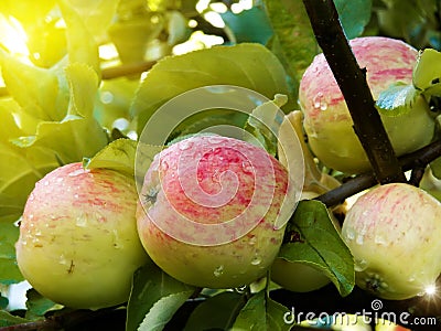 Apples tree Stock Photo