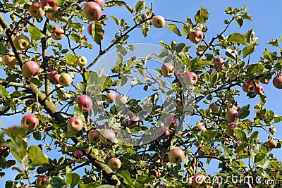 Apples on tree against sky Stock Photo