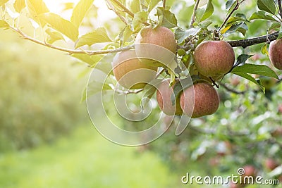Apples On Tree In Apple Orchard Stock Photo