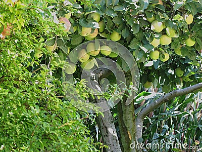 Apples on tree branches and pomegranate tree Stock Photo