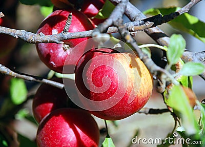 Apples on the tree-fresh Stock Photo