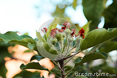 Apples on tree Stock Photo