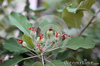 Apples on tree Stock Photo