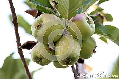 Apples on tree Stock Photo