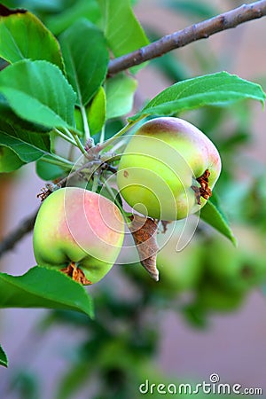 Apples on tree Stock Photo