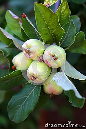 Apples on tree Stock Photo