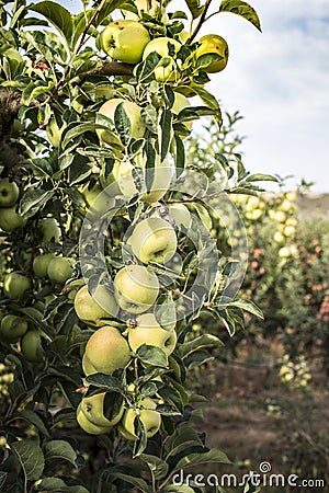 Apples tree in the orchard Stock Photo