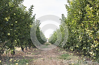 Apples tree in the orchard Stock Photo