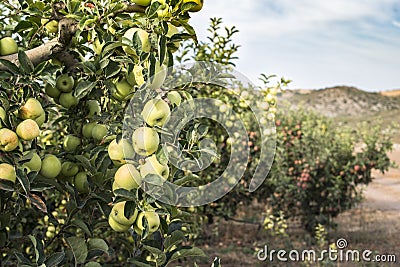 Apples tree in the orchard Stock Photo