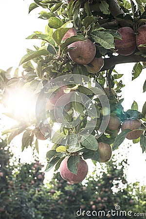 Apples tree in the orchard Stock Photo