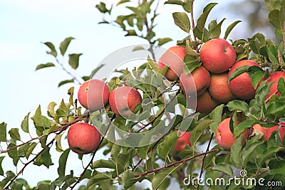 Apple Trees Stock Photo