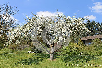 Appletree Stock Photo