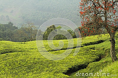 Appletree in Uganda Stock Photo