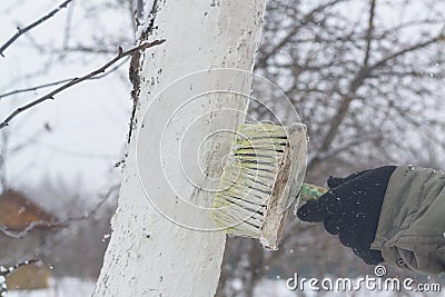 Apply a brush of whitewash to the trees in the garden to protect them from the sun Stock Photo