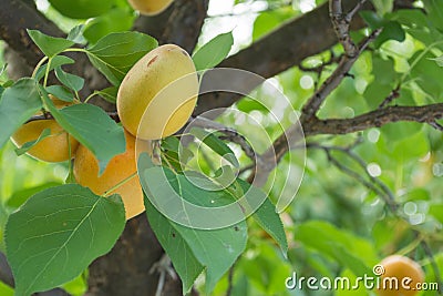 Appricots on a tree Stock Photo