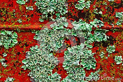 Approach of a rusted metal plate with lichens growing. Abundant growth of fungi Stock Photo