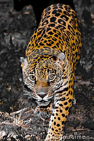 Approaching Spotted Jaguar Stock Photo