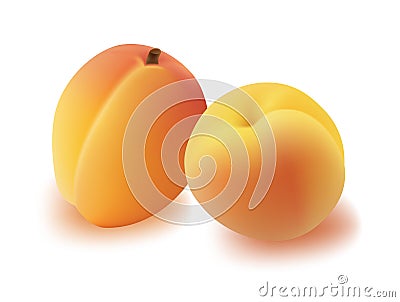 Apricot. Vector Illustration