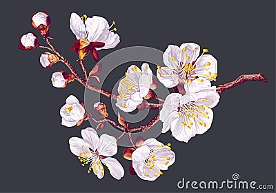 Spring flowers. Branch of realistic white apricot flowers. Vector Illustration