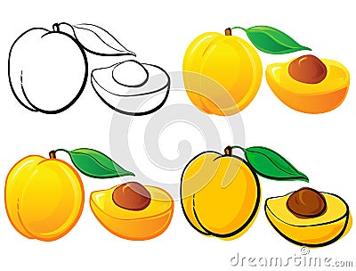 Apricot Vector Illustration