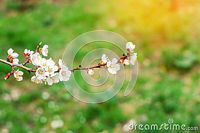 Apricot blossom on a sunny day, the arrival of spring, the blossoming of trees, buds on a tree, natural wallpaper Stock Photo