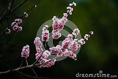 Apricot blossoms blooming Stock Photo