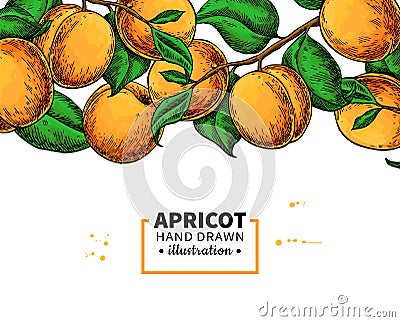 Apricot branch border. Hand drawn isolated fruit. Summer food illustration Vector Illustration