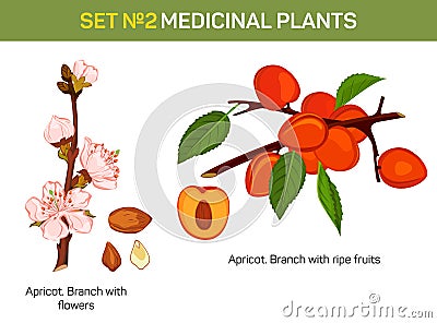 Apricot branch with flowers and ripe fruits cross-section. Vector Illustration