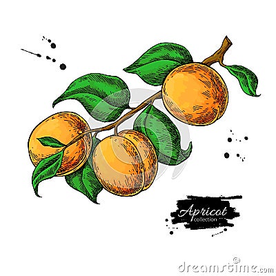 Apricot branch vector drawing. Hand drawn isolated fruit. Summer food illustration Vector Illustration