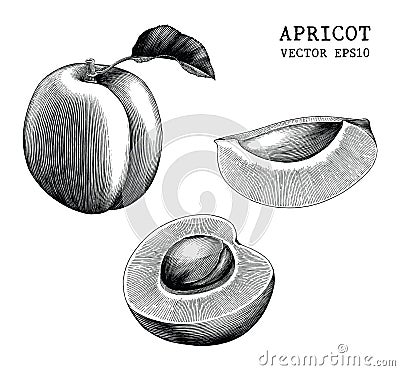 Apricot collection hand draw vintage clip art isolated on white Vector Illustration