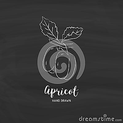 Apricot drawing Vector hand drawn apricots. Sketch of apricots with chalk on a blackboard, Vector icons Vector Illustration