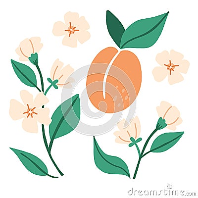 Apricot. Exotic tropical peaches or apricots fresh fruit, whole juicy peach and branches with flowers and leaves. Vector cartoon Vector Illustration