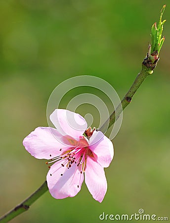 Apricot flower Stock Photo