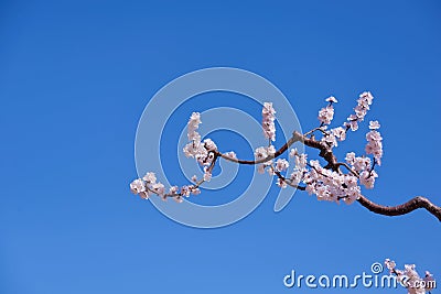 Apricot flower Stock Photo