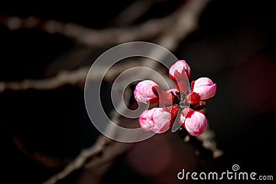 Apricot flower buds Stock Photo