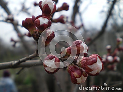 Apricot flower buds on a branch Stock Photo